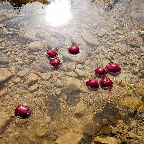 جواد نکایی مژدگونی